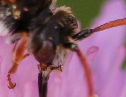 Réf. 199 554 : Nomada armata